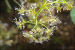 Drosera peltata